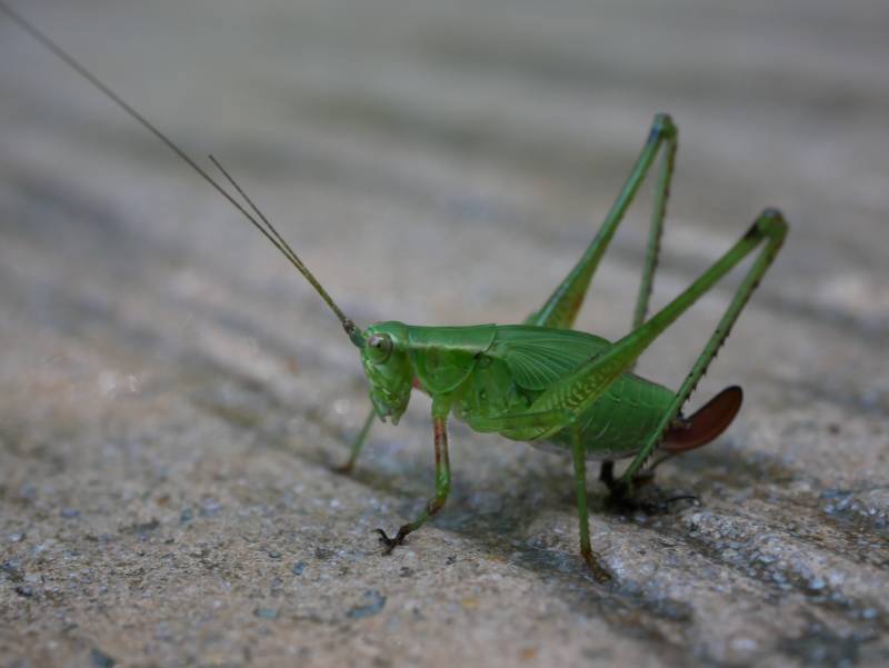 Macro grasshopper!
