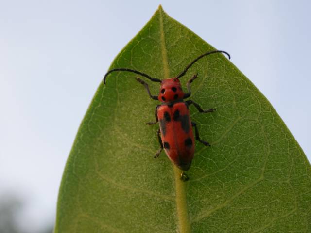 A vibrant red beetle on a milkweed leaf.