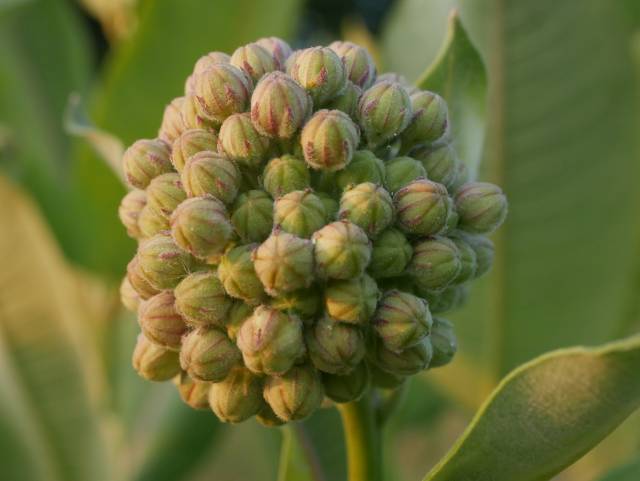 pods on milkweed