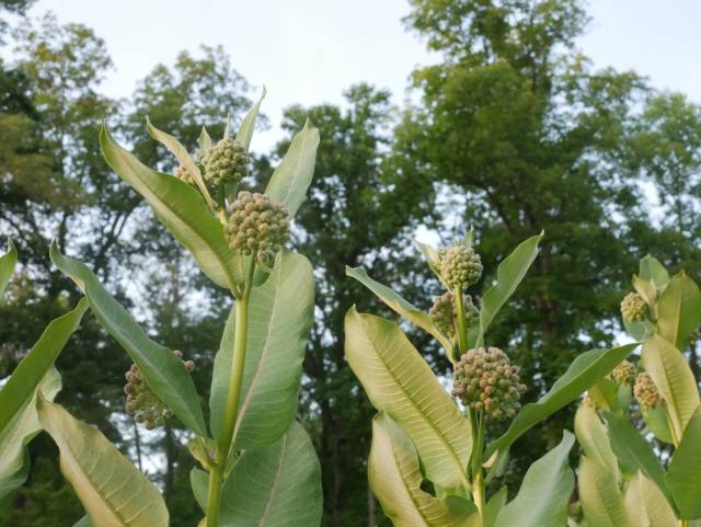 tall milkweed
