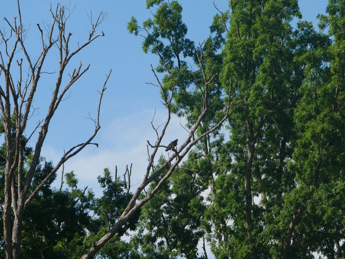 High in the treetops, my turkey vulture friend looks down.