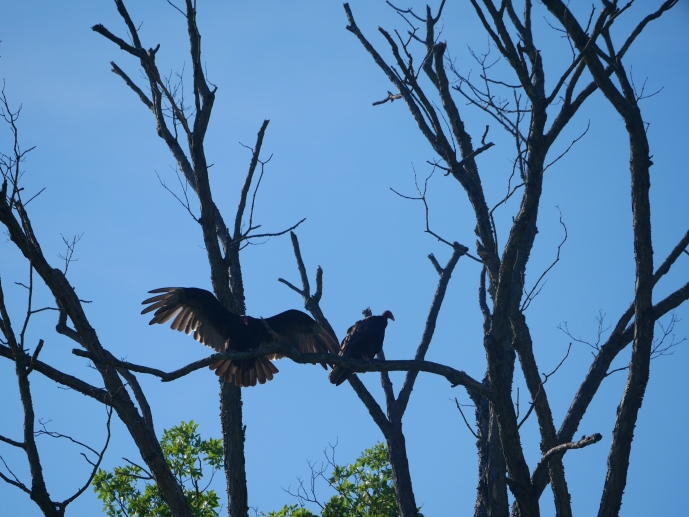 A turkey vulture lands in the treetops, next to another.