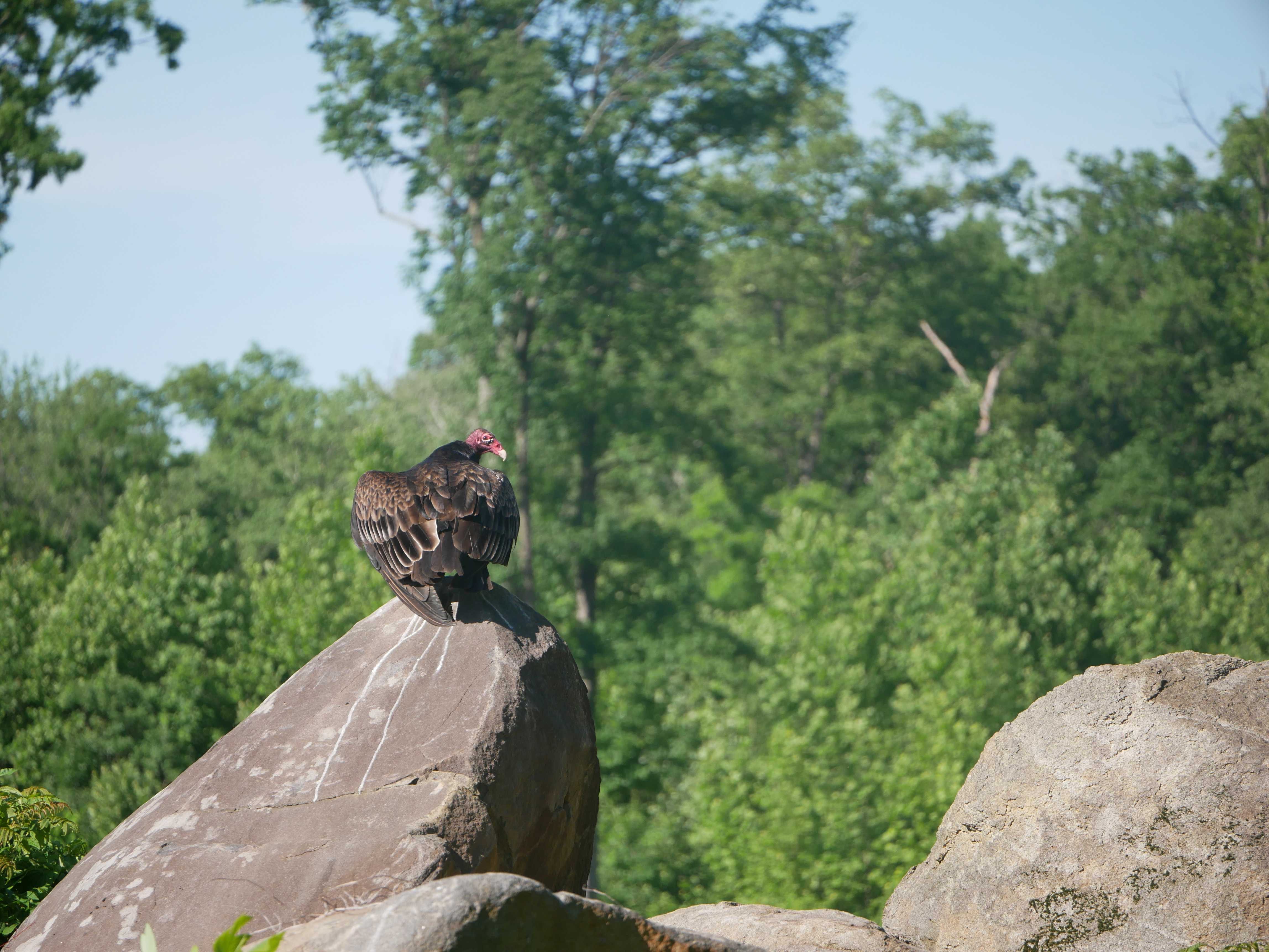 A majestic turkey vulture, perched on a rock.