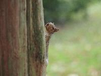 My new personal best squirrel picture -- Volunteer Park