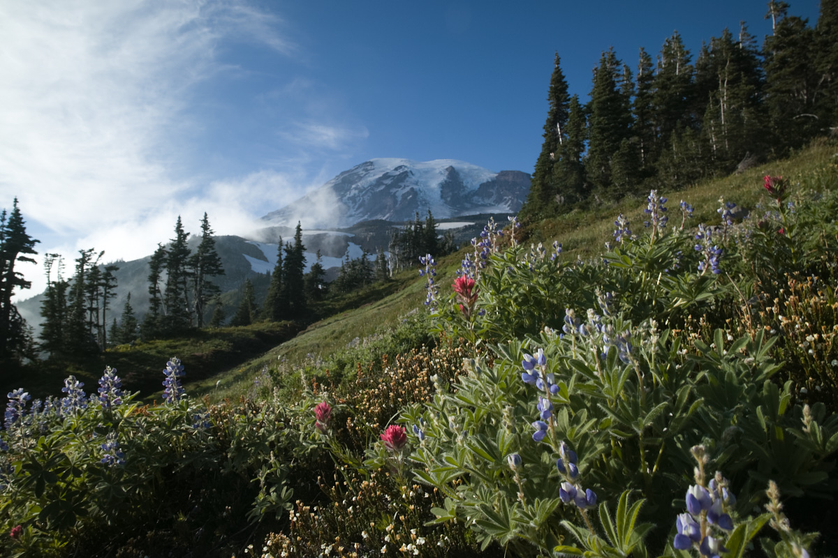 Mt. Rainier & Wildflowers!!!

(Or, a taste of some of the beauty that you'll find in this 'ere blog post.)