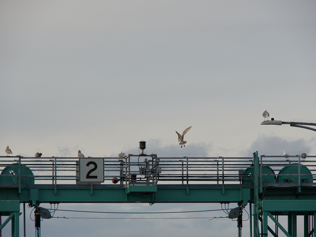 Seagull at the ferry terminal