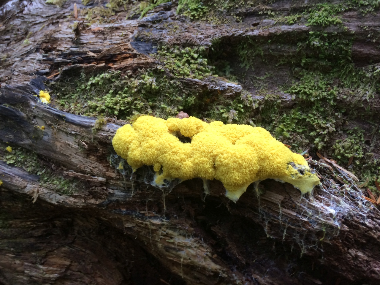 This slime mold, though? Def impressive!