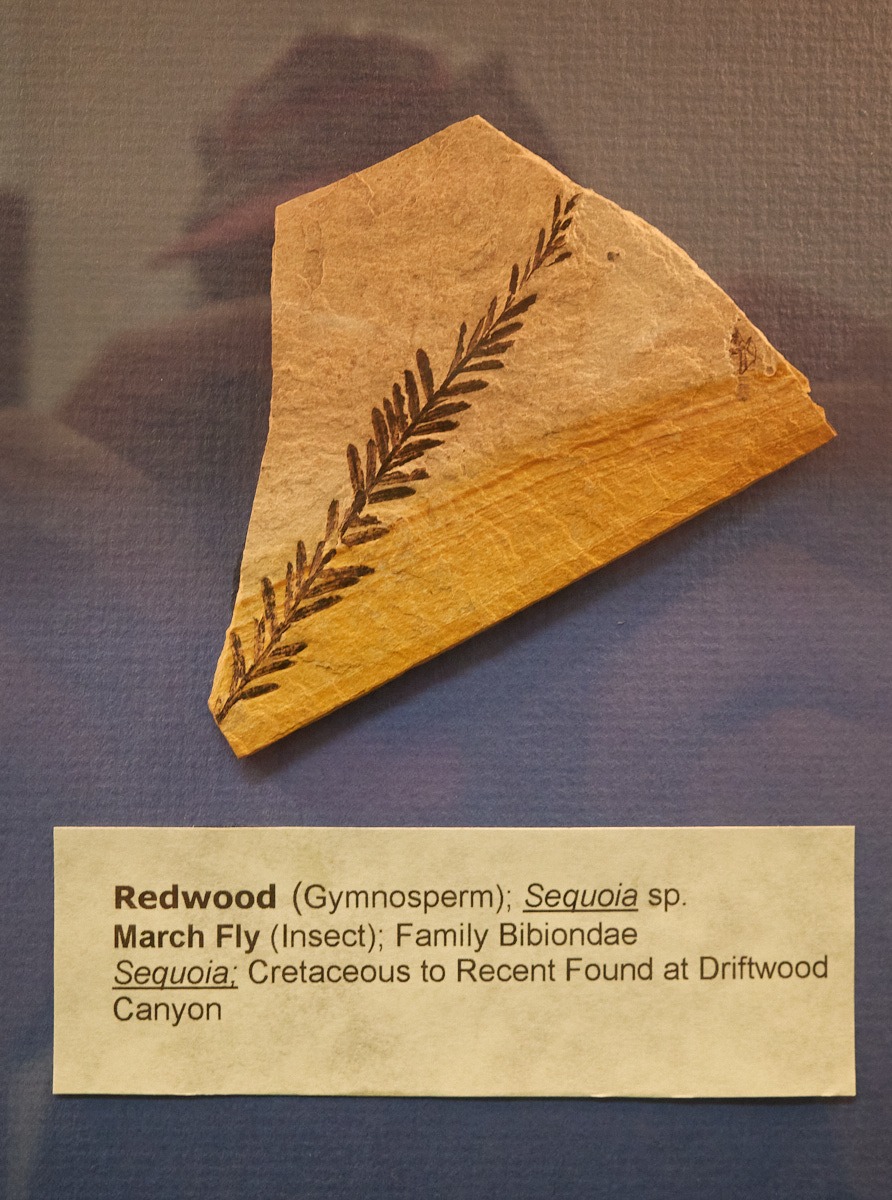This redwood fossil was found at nearby Driftwood Canyon.
