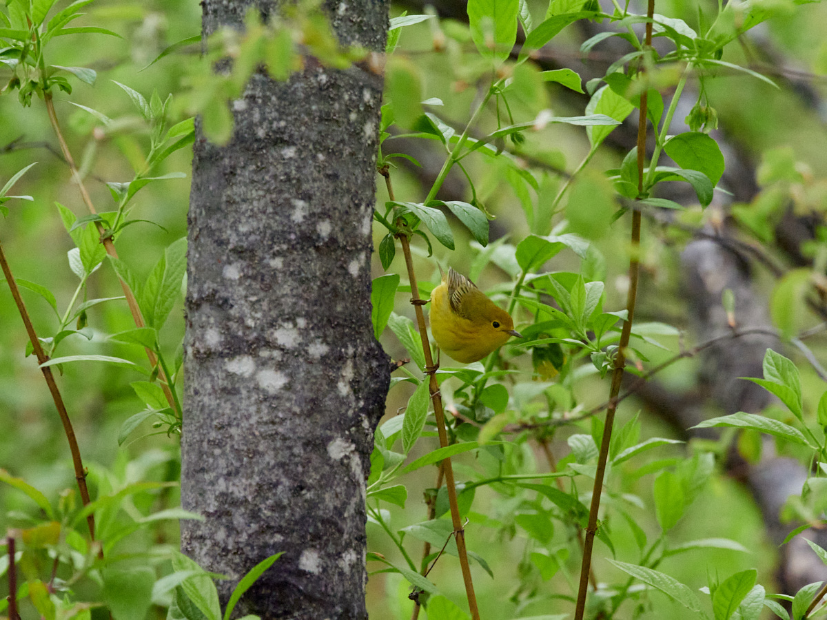American yellow warbler, in a photo <a href="/2022/09/of-birds-and-christ" style="text-decoration:underline;color:yellow;">not unlike one taken after being accosted by missionaries</a>