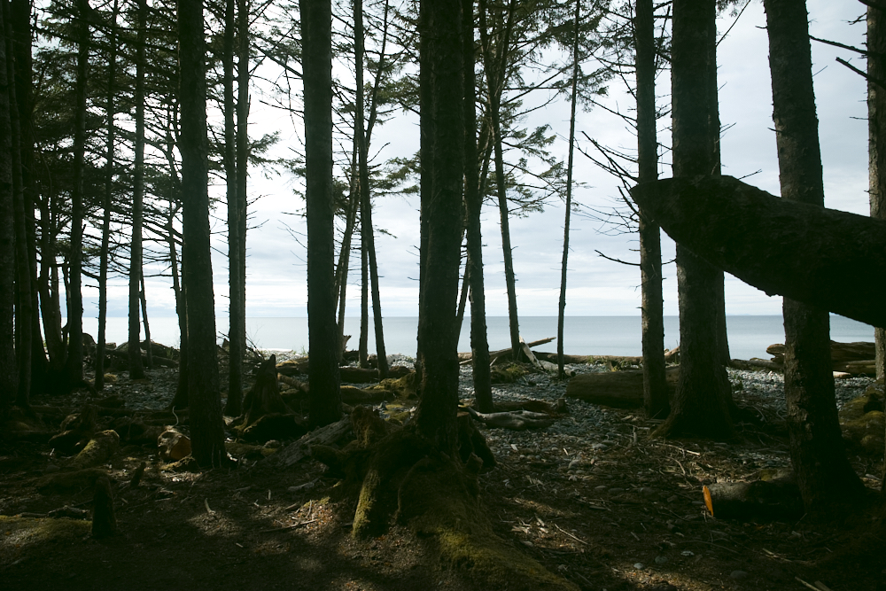 A view of the forest and the surf, from near my campsite.