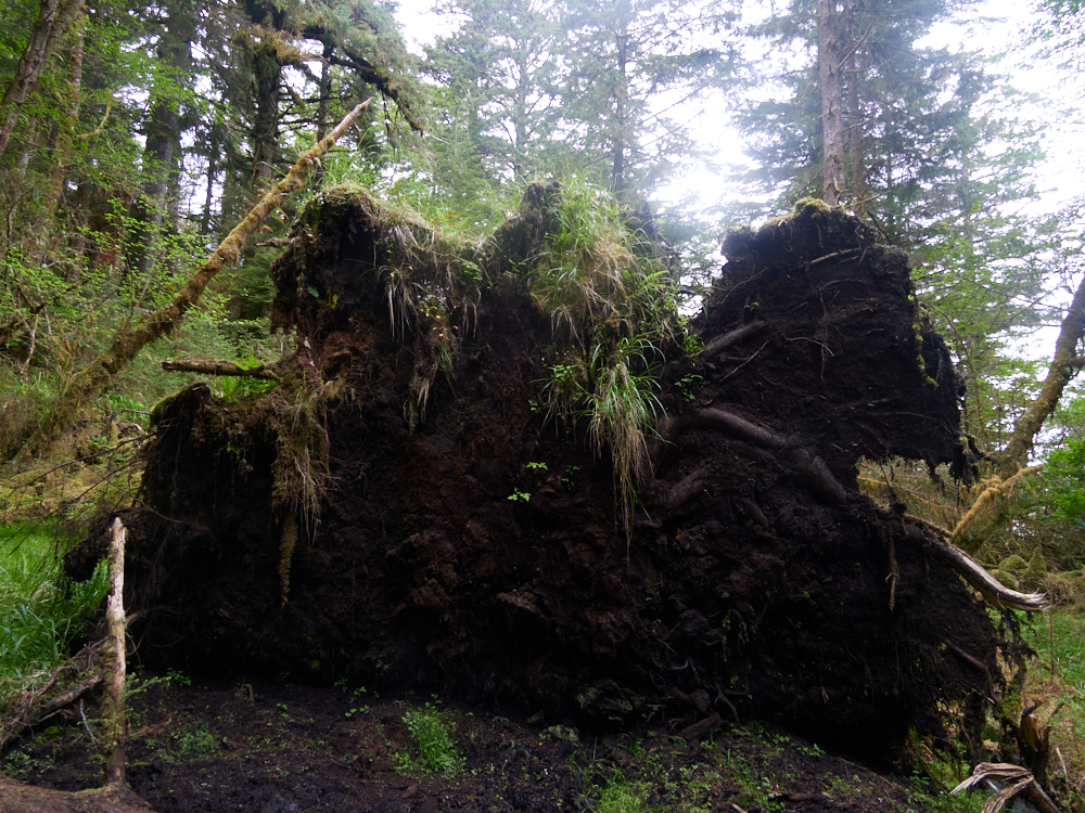 This nearby, uprooted tree was impressive!