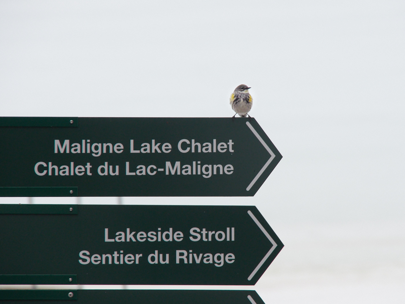 A bird poses on a directional sign.